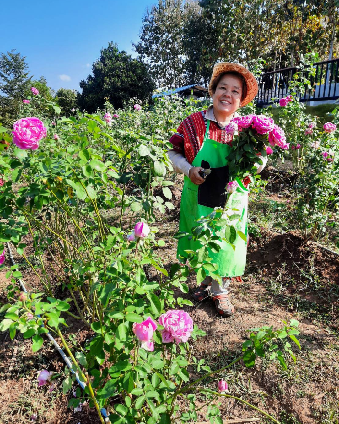 A garden worker gathering freshly cut pink roses among the growing plants